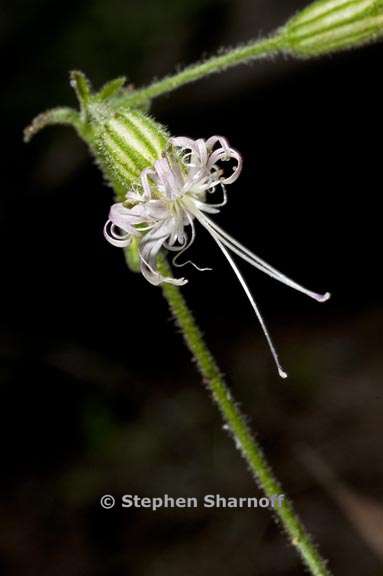 silene lemmonii graphic